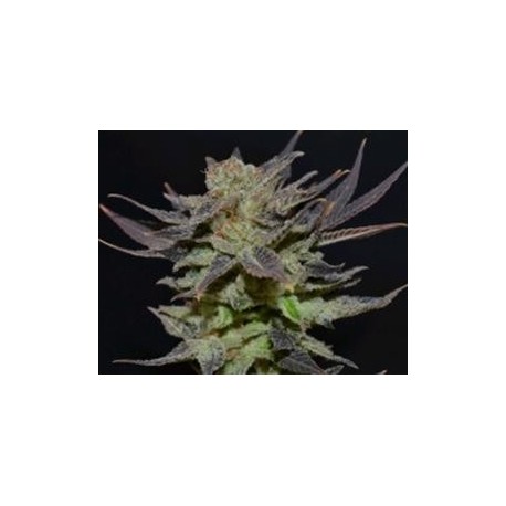 AUTO LAVENDER * CBD SEEDS 3 SEMI FEM