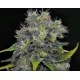 AUTO YUMBOLT * CBD SEEDS 3 SEMI FEM