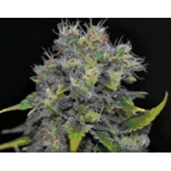 AUTO YUMBOLT * CBD SEEDS 3 SEMI FEM