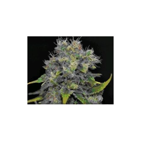 AUTO YUMBOLT * CBD SEEDS 3 SEMI FEM