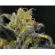 AUTO NORTHERN * CBD SEEDS 3 SEMI FEM