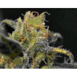 AUTO NORTHERN * CBD SEEDS 3 SEMI FEM