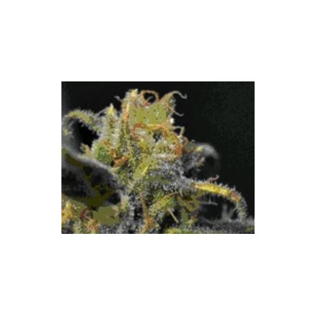 AUTO NORTHERN * CBD SEEDS 3 SEMI FEM