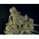 AUTO DIESEL * CBD SEEDS 3 SEMI FEM