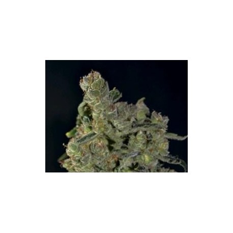 AUTO DIESEL * CBD SEEDS 3 SEMI FEM