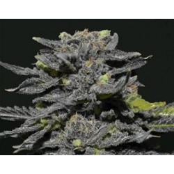 MAGMA * CBD SEEDS 3 SEMI FEM