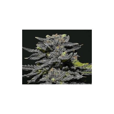 MAGMA * CBD SEEDS 3 SEMI FEM