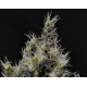 VANILLA HAZE * CBD SEEDS 3 SEMI FEM