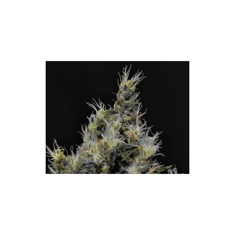 VANILLA HAZE * CBD SEEDS 3 SEMI FEM