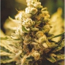 LEMON KUSH* FEMALE SEEDS 10 SEMI FEM 