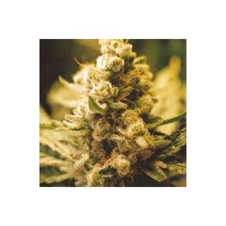 LEMON KUSH* FEMALE SEEDS 4 SEMI FEM 