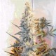 OUTDOOR GRAPEFRUIT * FEMALE SEEDS 10 SEMI FEM 