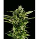 AUTO-BOMB * GREEN HOUSE FEMINIZED 10 SEMI 