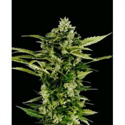 AUTO-BOMB * GREEN HOUSE FEMINIZED 10 SEMI 