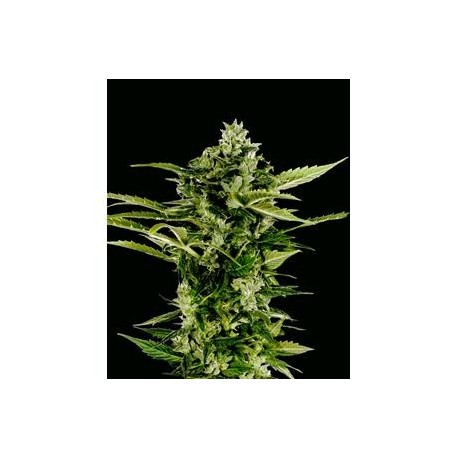 AUTO-BOMB * GREEN HOUSE FEMINIZED 10 SEMI 