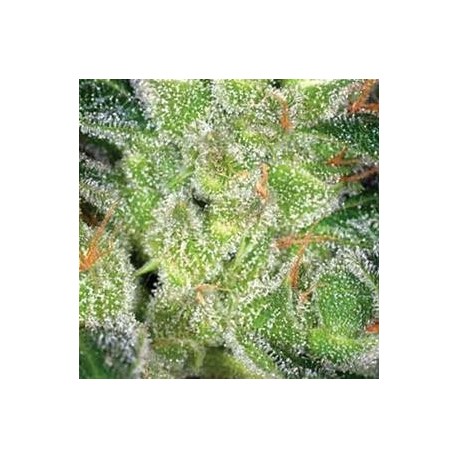 CHEESE VISION SEEDS 3 SEMI FEM