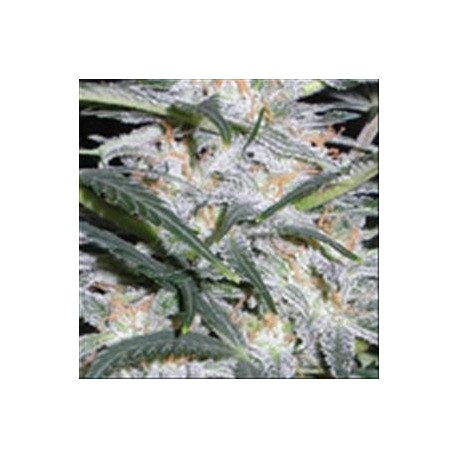 LOWRYDER AUTO * VISION SEEDS 3 SEMI FEM