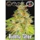 BUDDHA TAHOE * BIG BUDDHA 5 SEMI FEM 