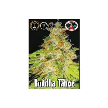 BUDDHA TAHOE * BIG BUDDHA 5 SEMI FEM 