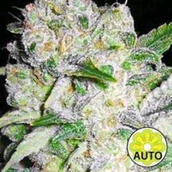 AK 49 AUTO * VISION SEEDS 10 SEMI FEM