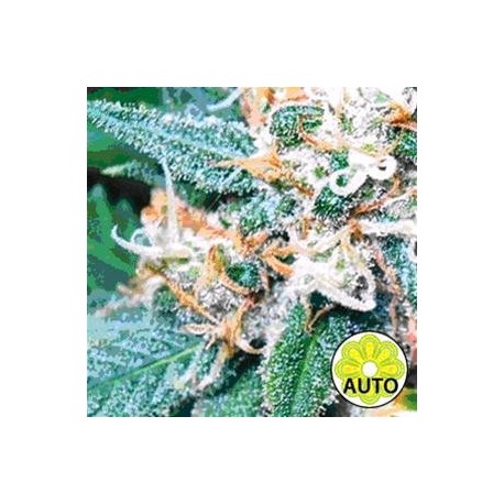 SUPER SKUNK AUTO * VISION SEEDS 10 SEMI FEM