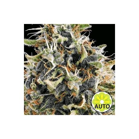 WHITE WIDOW AUTO * VISION SEEDS 5 SEMI FEM