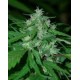 NEPAL HIGHLAND * CANNABIOGEN 5 SEMI FEM