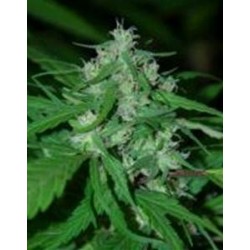 NEPAL HIGHLAND * CANNABIOGEN 5 SEMI FEM