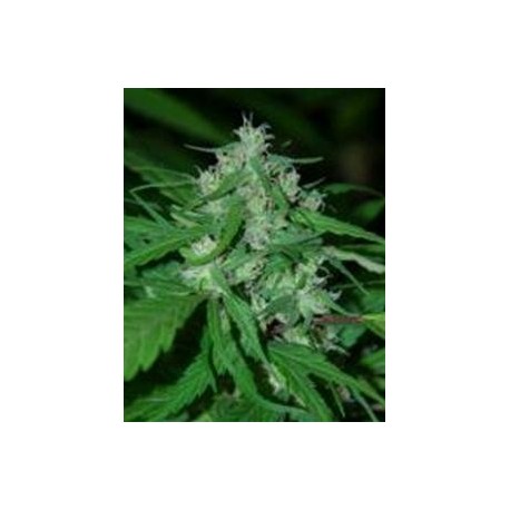 NEPAL HIGHLAND * CANNABIOGEN 5 SEMI FEM