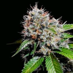 ZURI WIDOW * GENEHTIK SEEDS 5 SEMI REG