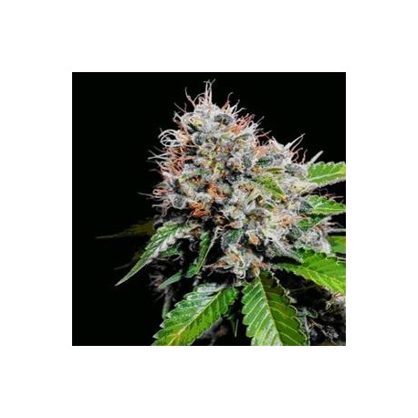 ZURI WIDOW * GENEHTIK SEEDS 5 SEMI REG