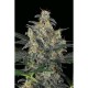 CHEESE AUTOMATIC * DINAFEM SEEDS 1 SEME FEM