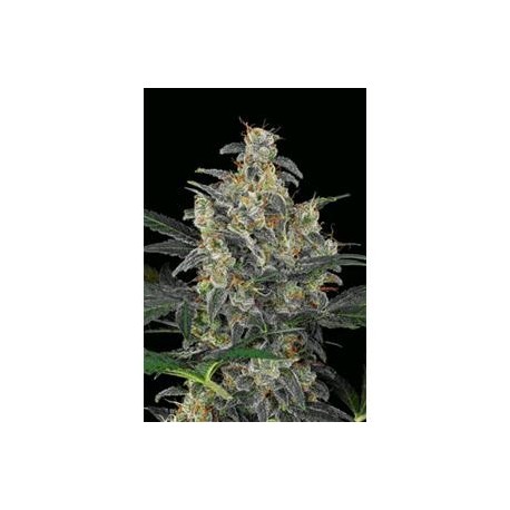 CHEESE AUTOMATIC * DINAFEM SEEDS 1 SEME FEM