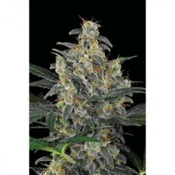 CHEESE AUTOMATIC * DINAFEM SEEDS 10 SEMI FEM 