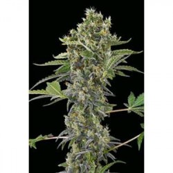 MOBY DICK AUTOMATIC * DINAFEM SEEDS 10 SEMI FEM 