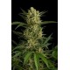 ORIGINAL AMNESIA AUTOMATIC * DINAFEM SEEDS 1 SEME FEM