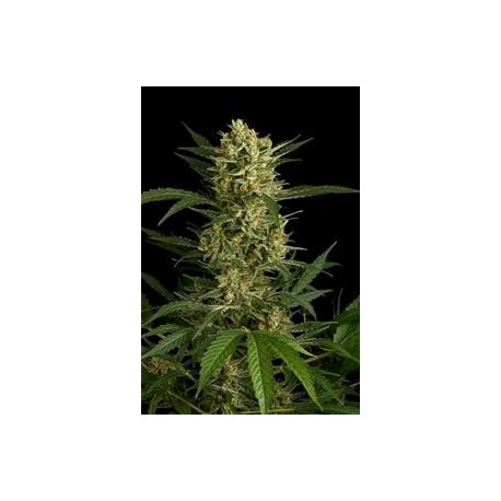 ORIGINAL AMNESIA AUTOMATIC * DINAFEM SEEDS 1 SEME FEM