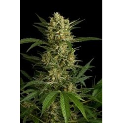 ORIGINAL AMNESIA AUTOMATIC * DINAFEM SEEDS 10 SEMI FEM 