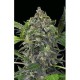 WHITE CHEESE AUTOMATIC * DINAFEM SEEDS 1 SEME FEMM 