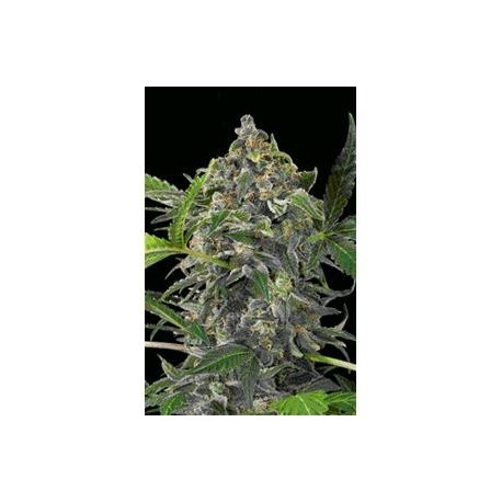 WHITE CHEESE AUTOMATIC * DINAFEM SEEDS 1 SEME FEMM 