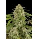 WHITE WIDOW AUTOMATIC * DINAFEM SEEDS 1 SEME FEM 