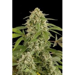 WHITE WIDOW AUTOMATIC * DINAFEM SEEDS 1 SEME FEM 