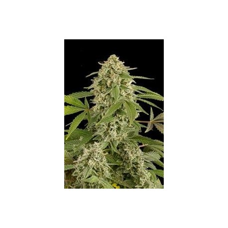 WHITE WIDOW AUTOMATIC * DINAFEM SEEDS 1 SEME FEM 