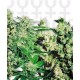 FEMINIZED MIX * SENSI SEEDS 10 SEMI FEM