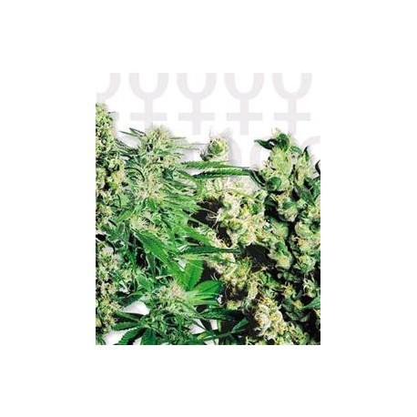 FEMINIZED MIX * SENSI SEEDS 10 SEMI FEM