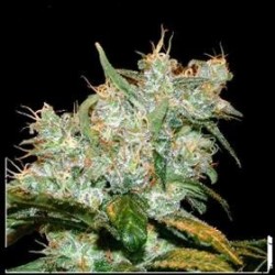 AUTO AK GOXUA * GENEHTIK SEEDS 1 SEME FEM 