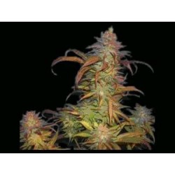 BURUANDI BLOCK HEAD * GENEHTIK SEEDS 5 SEMI REG