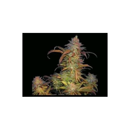 BURUANDI BLOCK HEAD * GENEHTIK SEEDS 5 SEMI REG