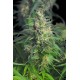 GNOMO AUTOFLORECIENTE * KANNABIA SEEDS 1 SEME FEM 