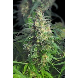 GNOMO AUTOFLORECIENTE * KANNABIA SEEDS 1 SEME FEM 